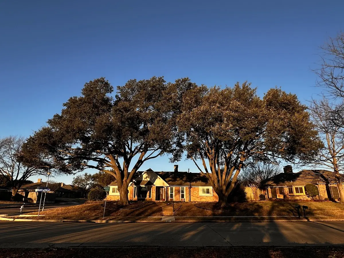 Established residential canopy tree shading a home in Glen Rogers